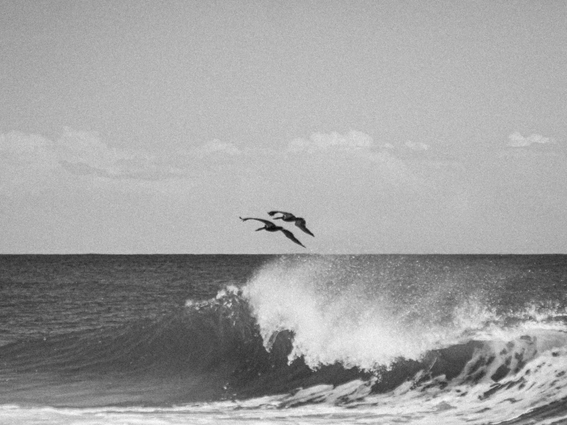 Dos gaviotas volando sobre la costa del caribe panameño.